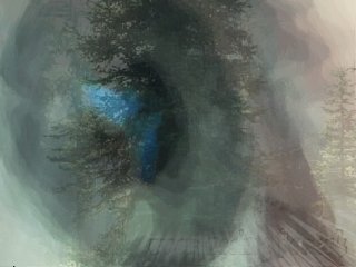 forest.jpg