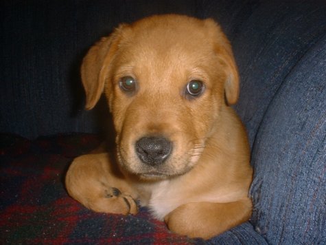 Dogs 0111.jpg