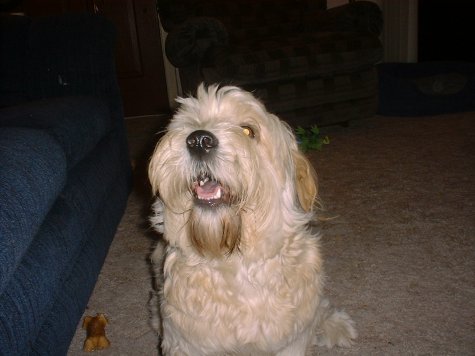Dogs 0088.jpg