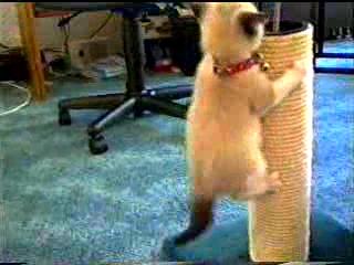 cookie03.JPG