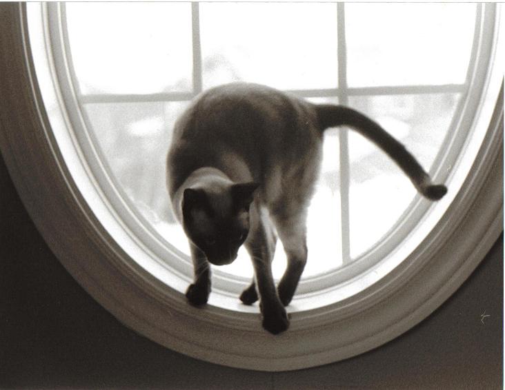 My Catsmall.JPG