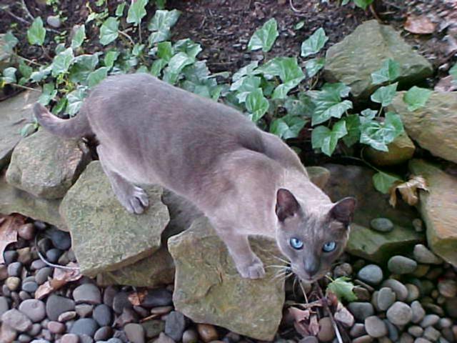 kat 2.JPG