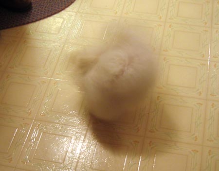 jasmine spinning.jpg