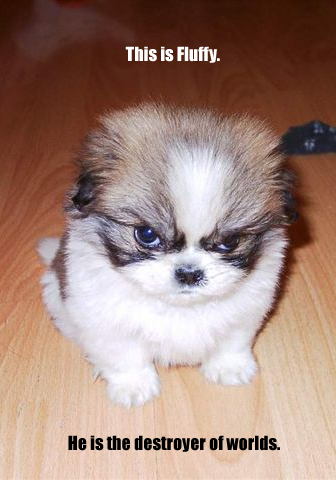 1425killer_dog1.jpg
