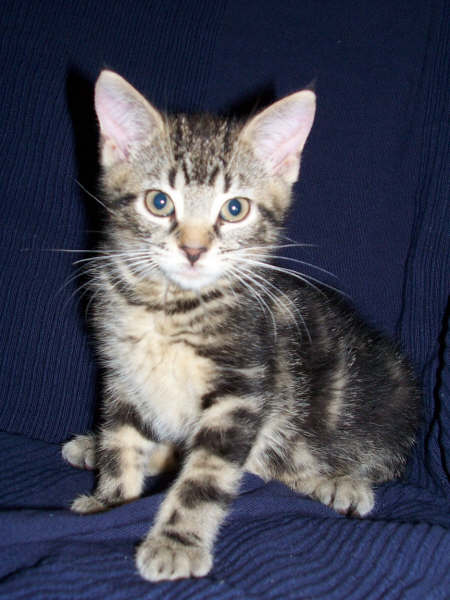 Beeker the cat