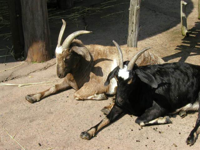 zoo04.jpg